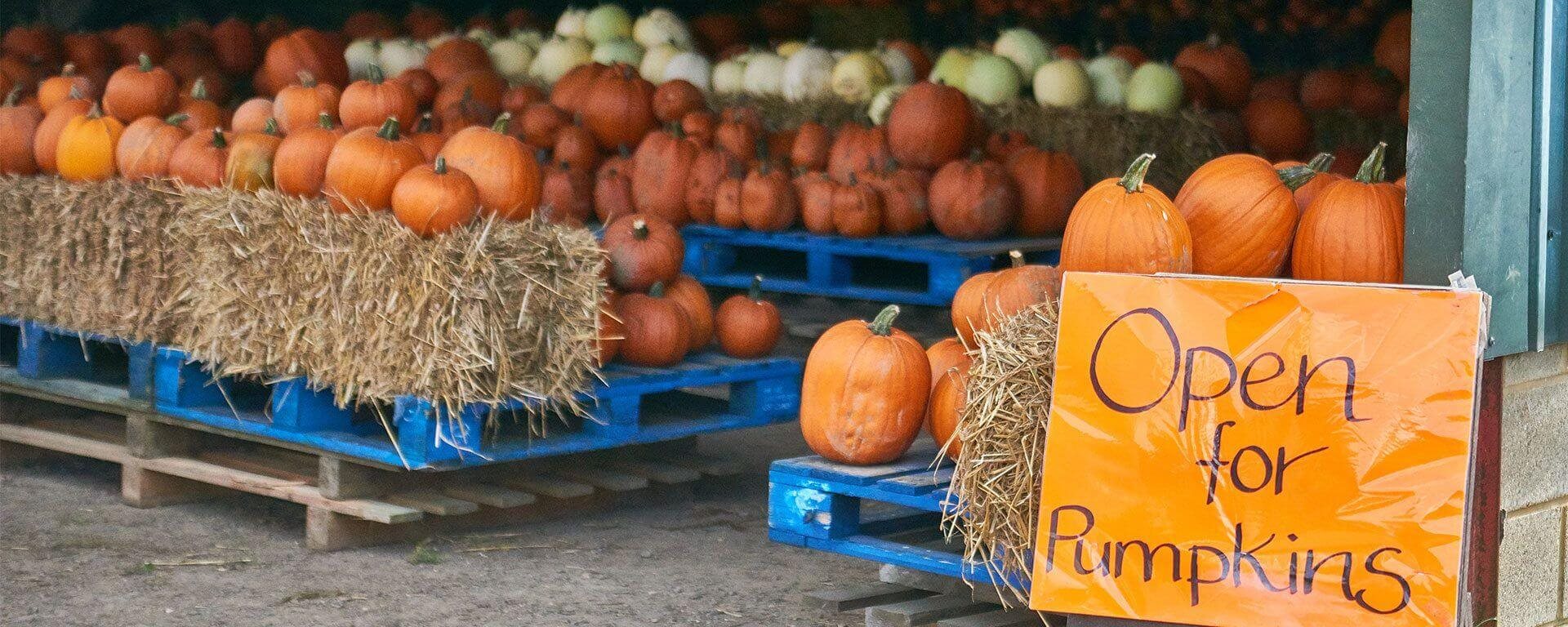 pumpkin carving with ryobi
